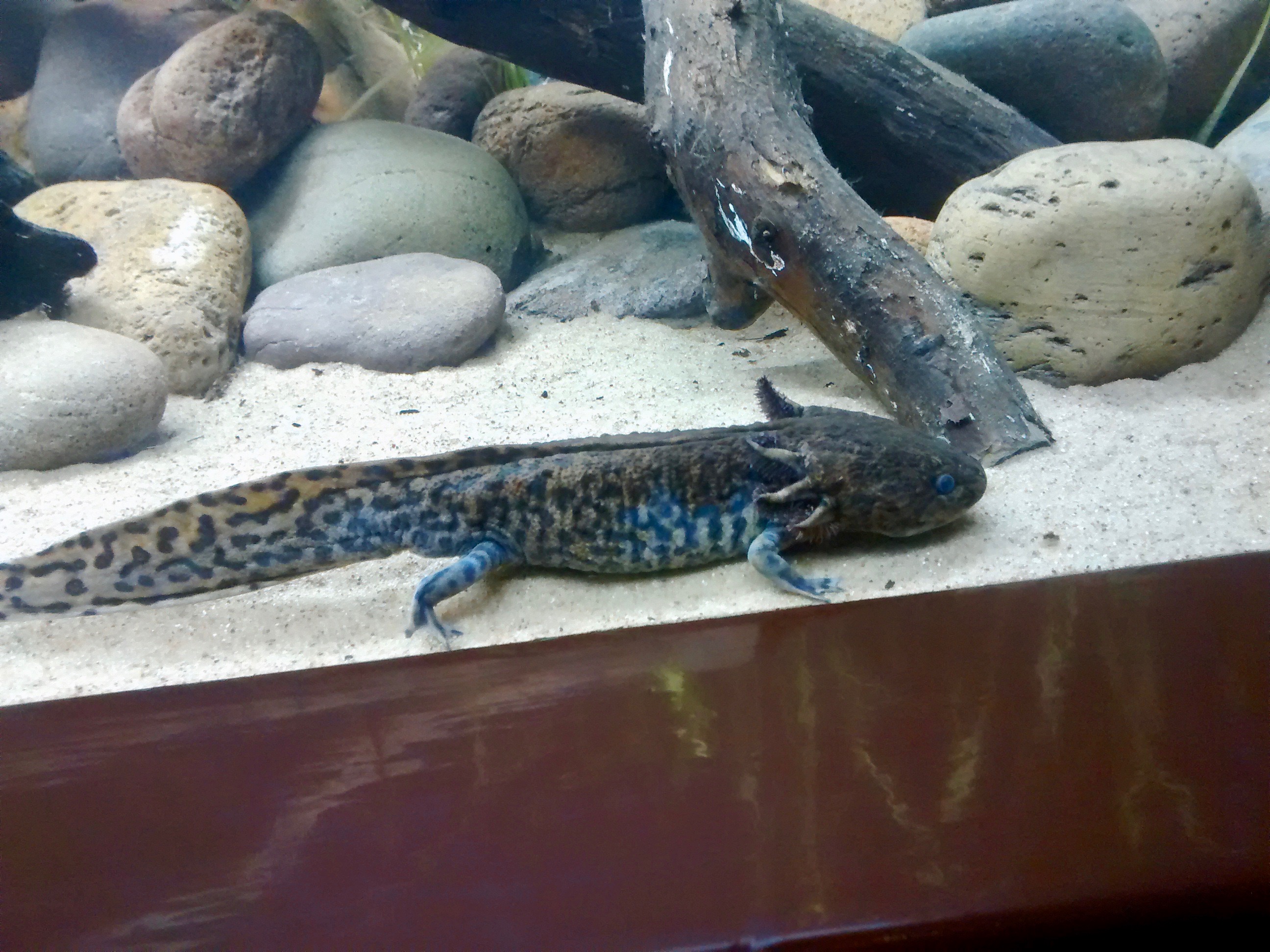 Twee donker gekleurde axolotls tussen stenen op de bodem van een aquarium.