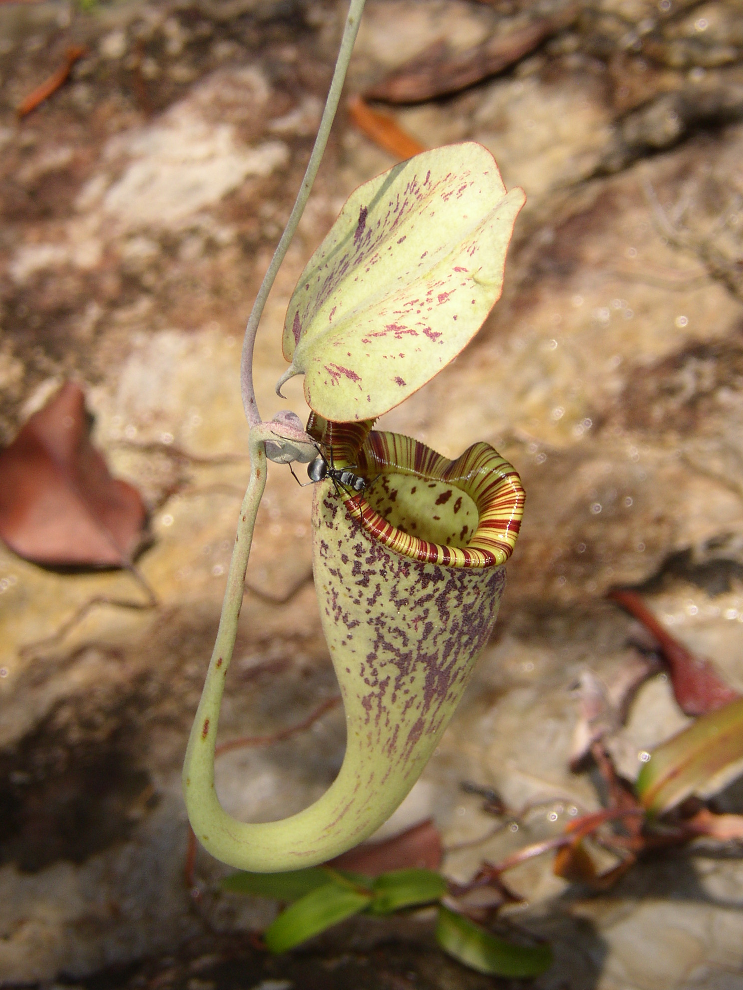 Een beker van een Nepenthes-plant hangt aan een rank; een mier loopt langs de rand.