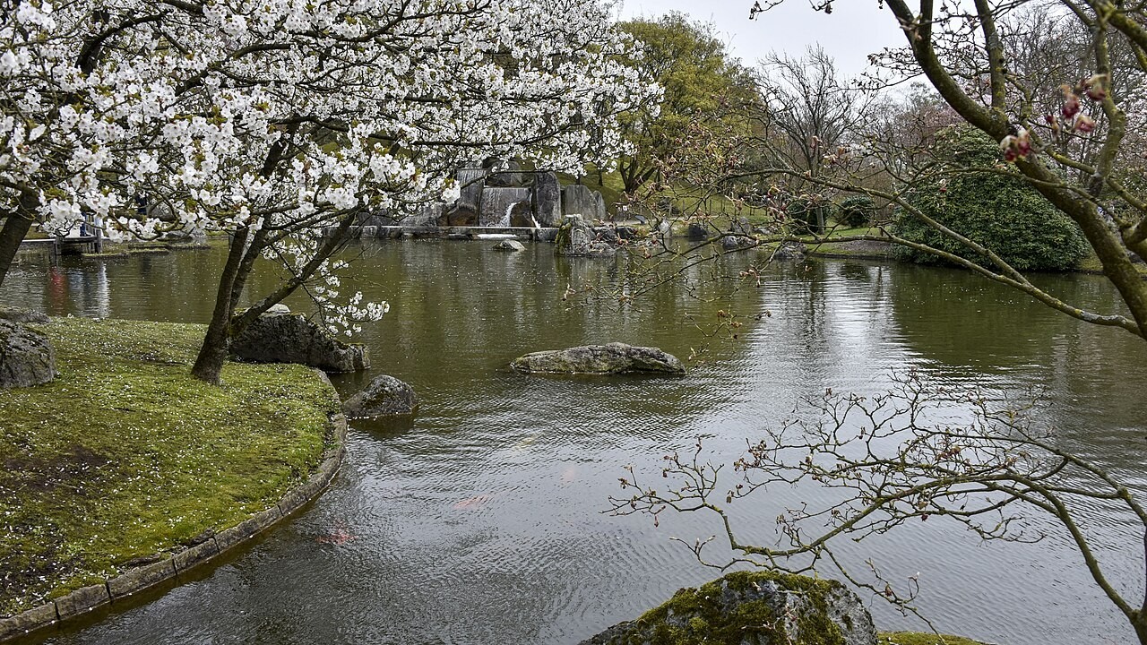 Bloeiende bomen langs het water in de Japanse Tuin van Hasselt, gefotografeerd in maart 2026.