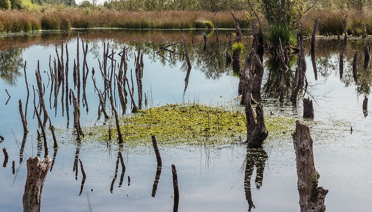 Begroeiing in het Bargerveen, op een archieffoto uit 2019.