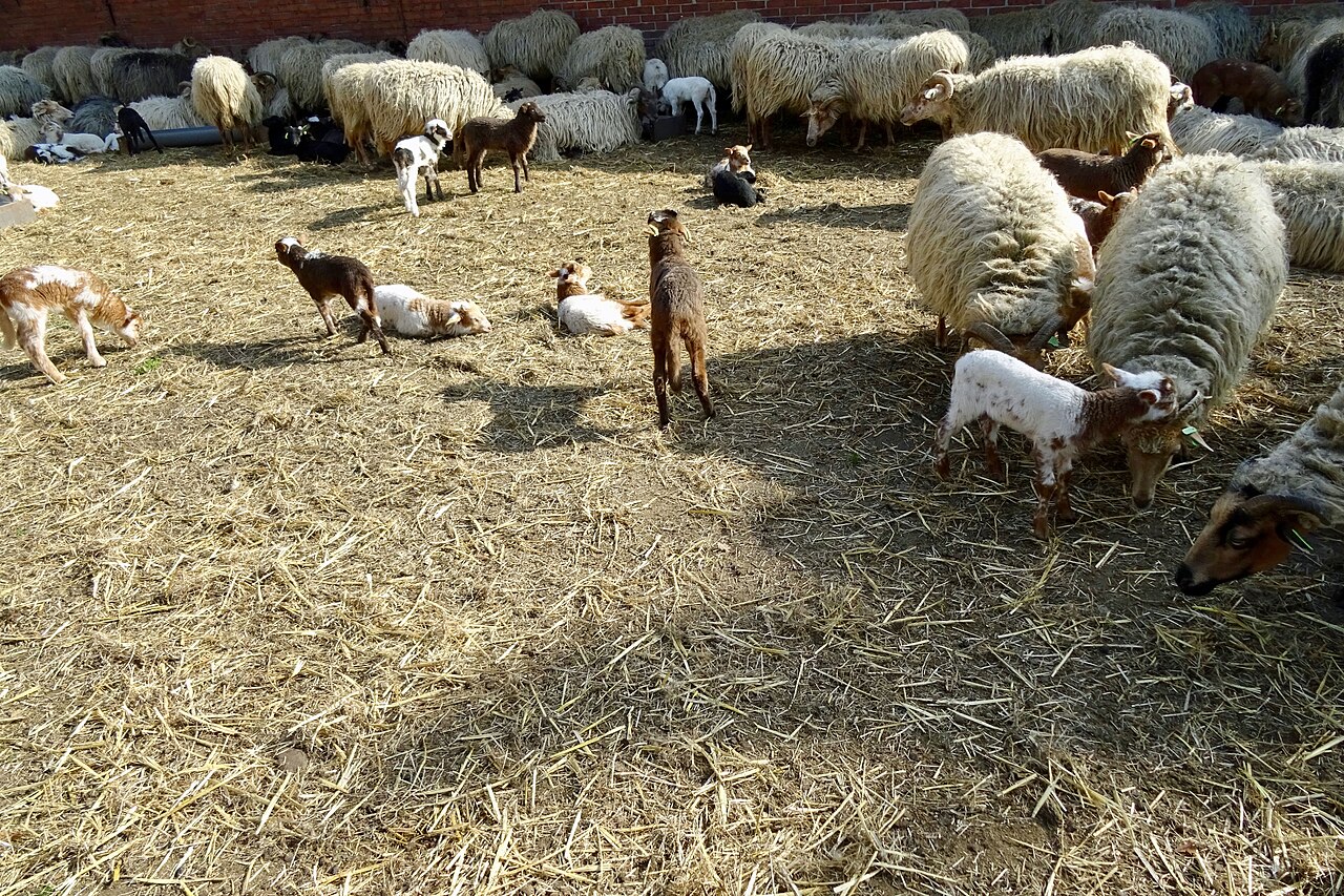 Schapen bij de schaapskooi in Exloo.
