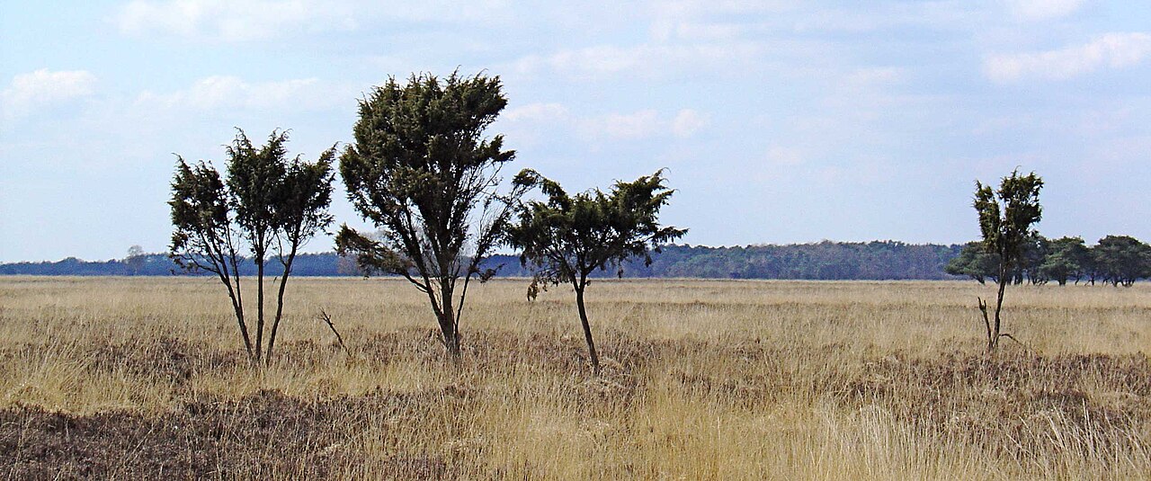 Het open heidelandschap van het Dwingelderveld. Illustratieve archieffoto van het natuurgebied.