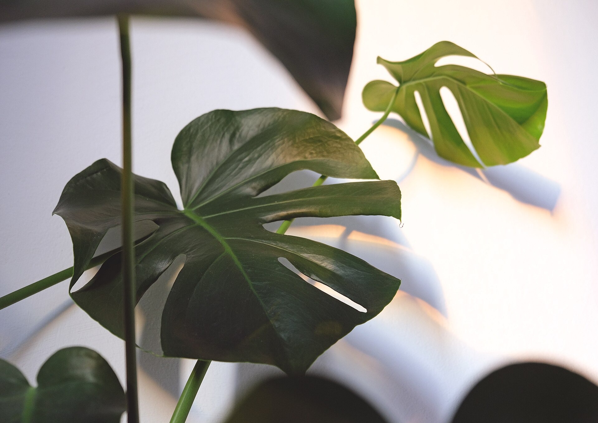 Groene bladeren met inkepingen van een Monstera deliciosa.