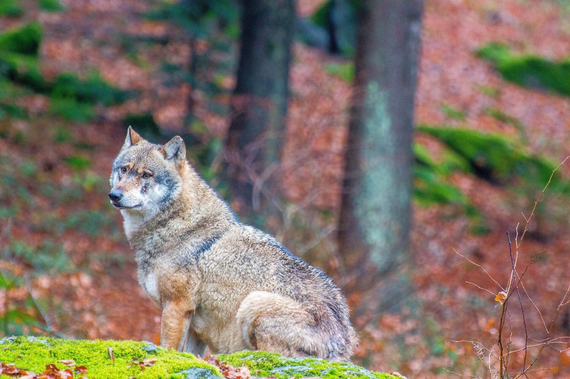 Een wolf zit tussen bomen in het Beierse Woud.
