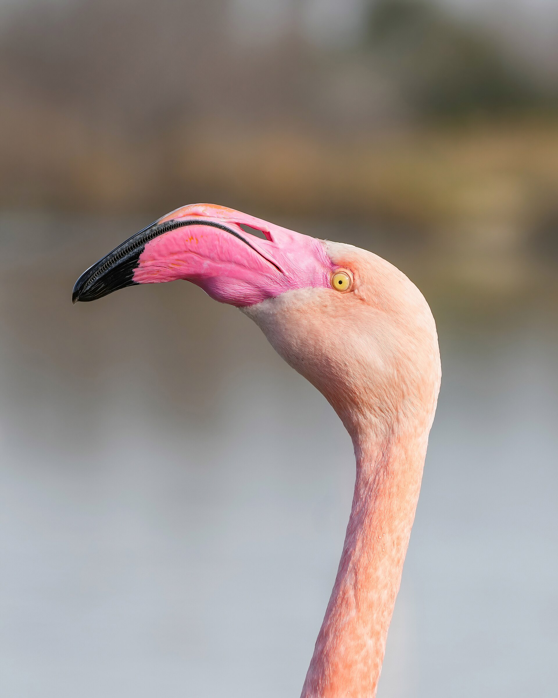 Close-up van de roze kop, hals en snavel van een flamingo.