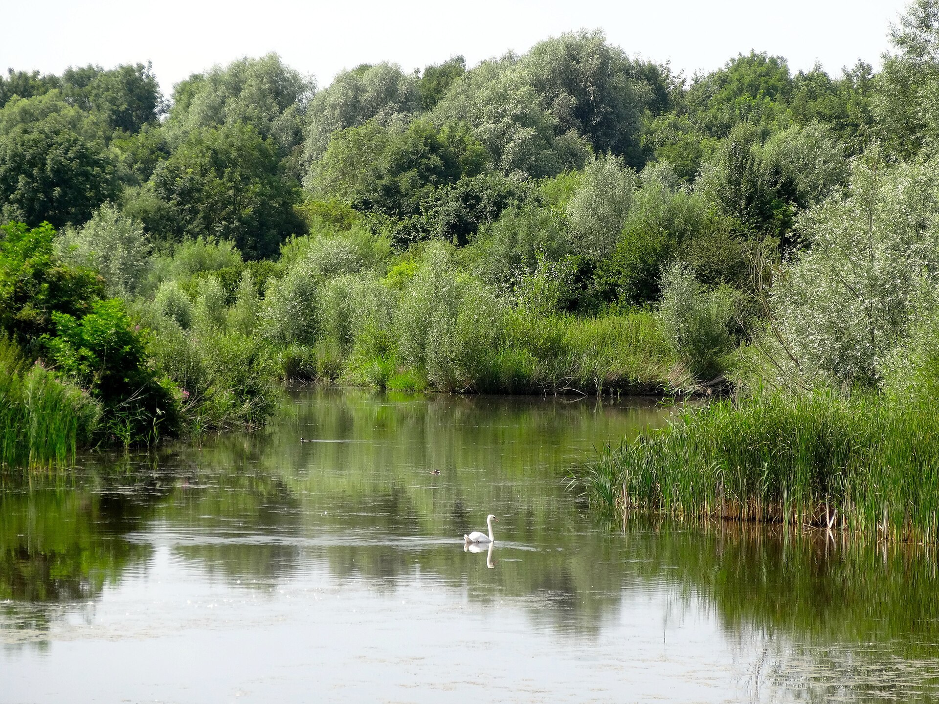 De Groenewoudse Tocht in het Horsterwold. Illustratief landschapsbeeld; de foto toont geen konikpaarden.