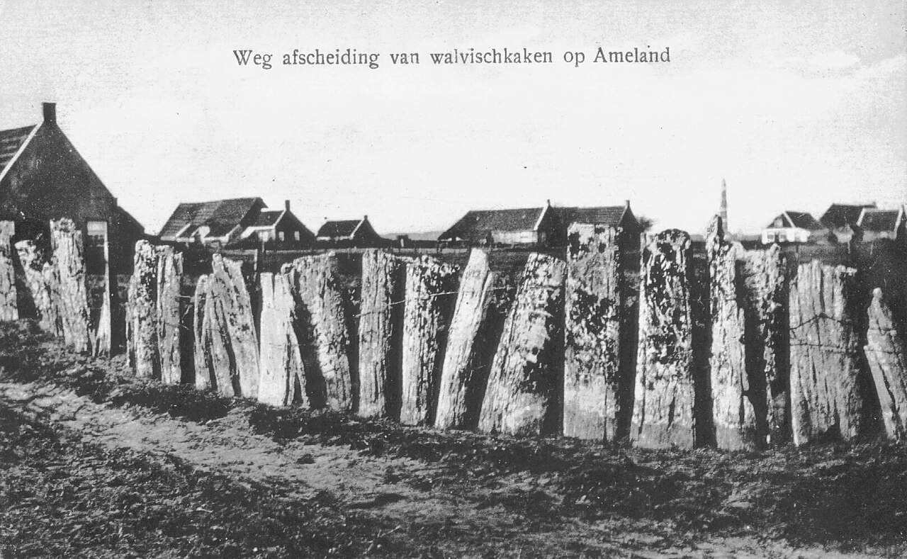 Walviskaken als erfafscheiding op Ameland rond 1920. Historisch illustratief beeld; dit zijn niet de latere kaken bij de school in Nes.