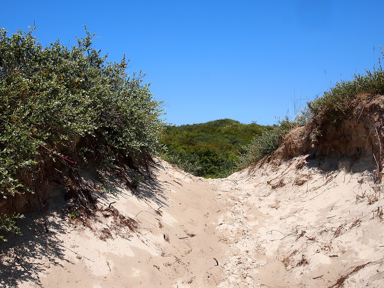 Een open duinlandschap op Schiermonnikoog.