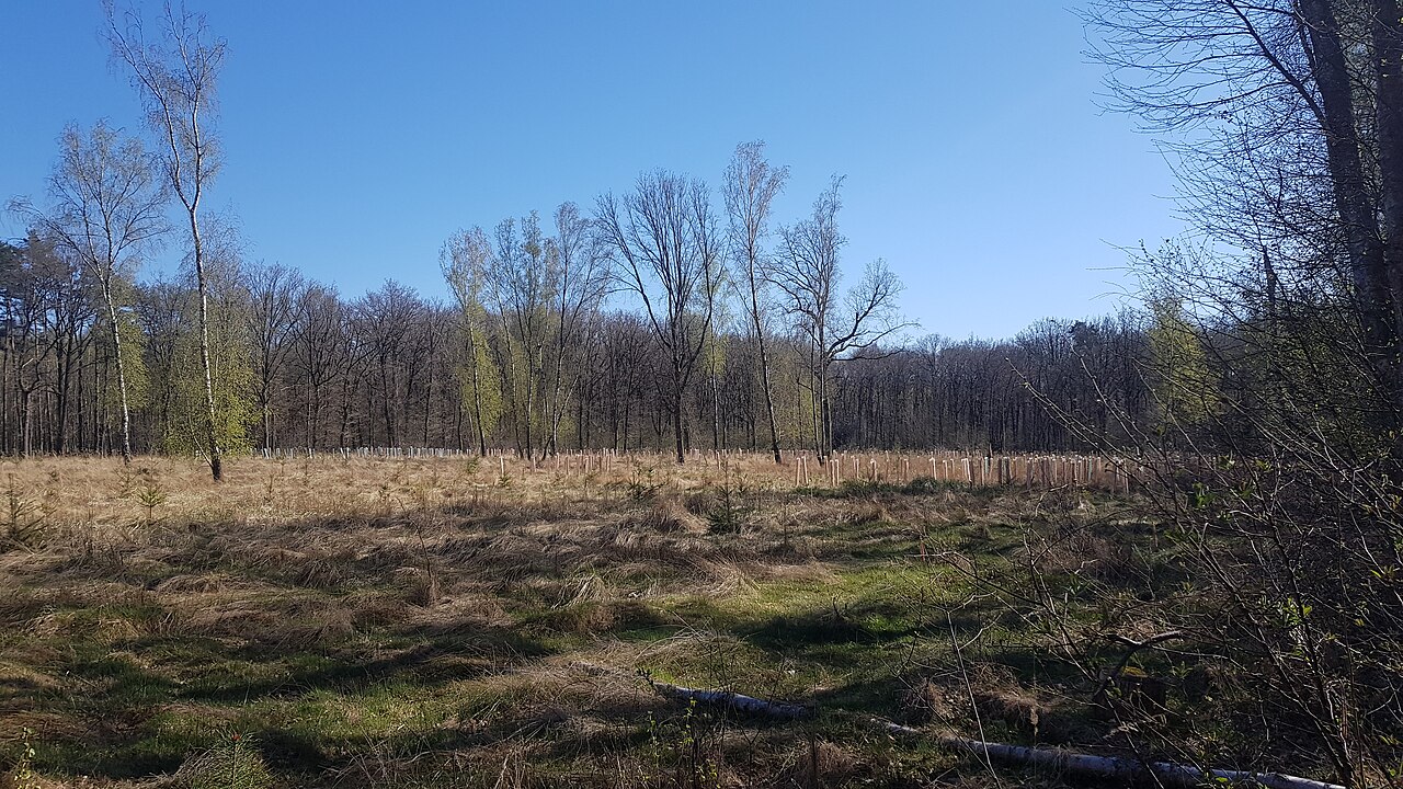 De Schinveldse Bossen. Omgevingsbeeld, geen foto van het museumdorp Nonke Buusjke.