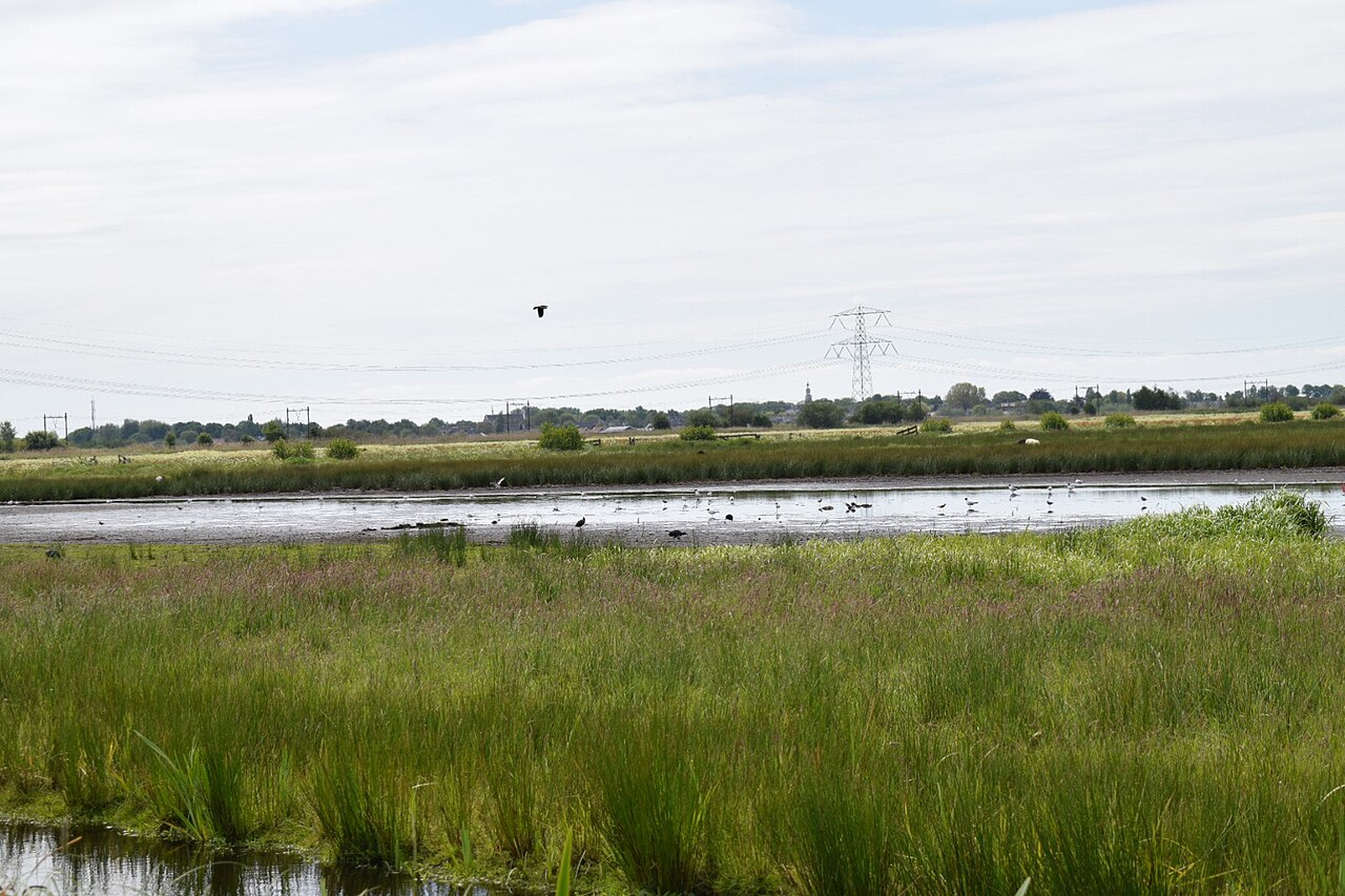 Water in de omgeving Oukoop/Weideplas bij de Reeuwijkse Plassen. Illustratief landschapsbeeld; geen uitspraak over de actuele zwemwaterkwaliteit.