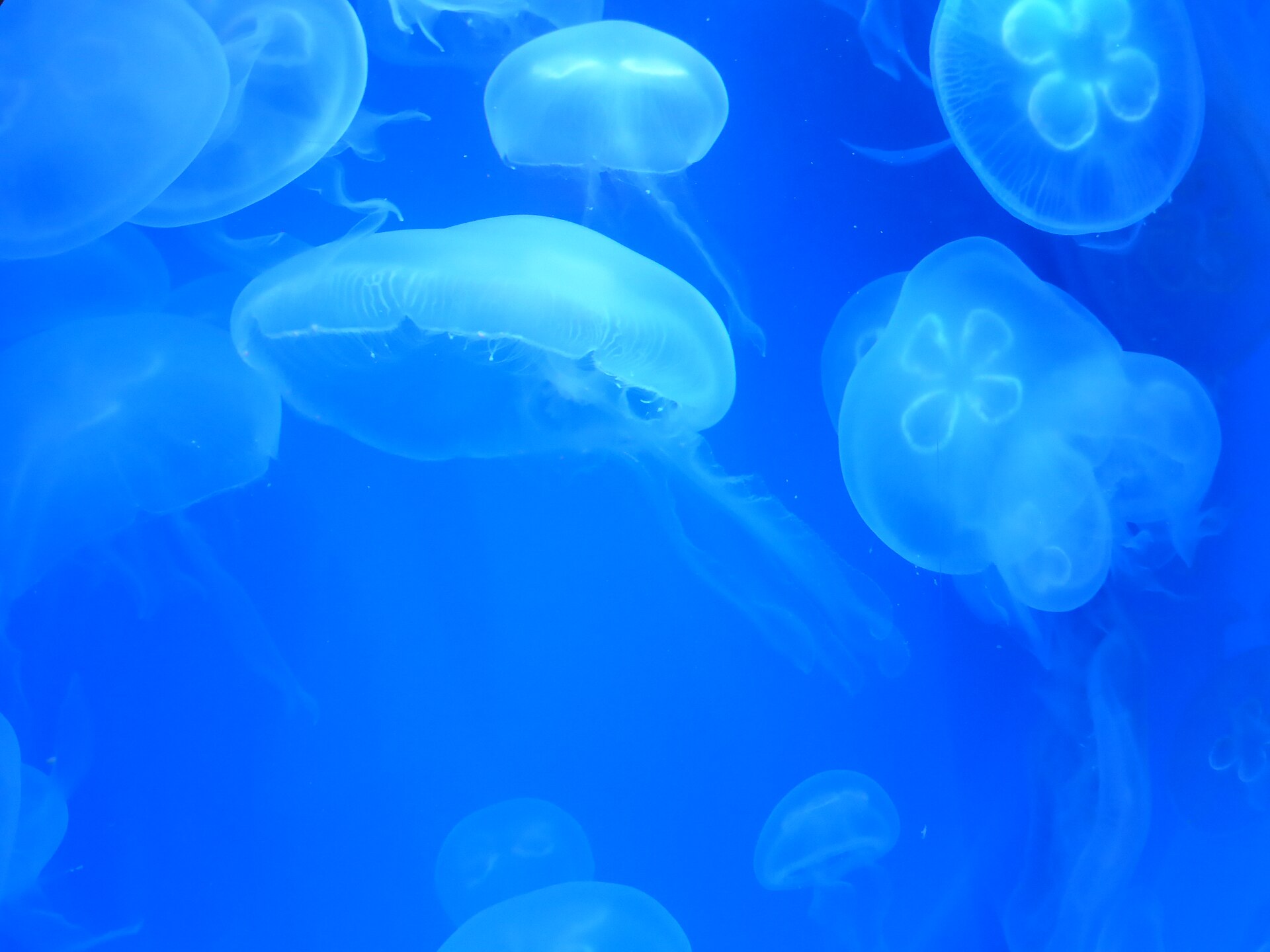 Meerdere doorschijnende oorkwallen tegen een blauwe aquariumachtergrond.