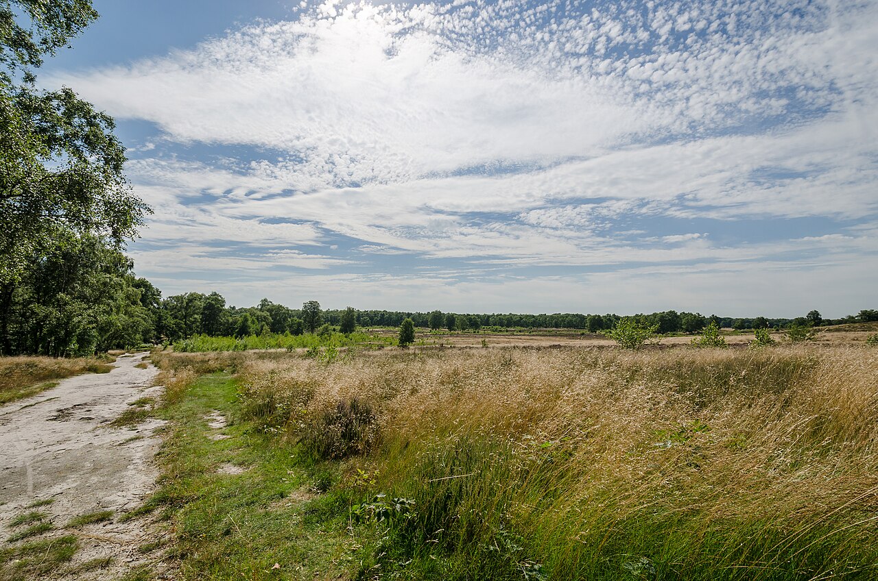 Open zand- en heidelandschap in Nationaal Park De Maasduinen. Illustratief parkbeeld bij het verhaal over Bergen; geen exact benoemd paraboolduin.