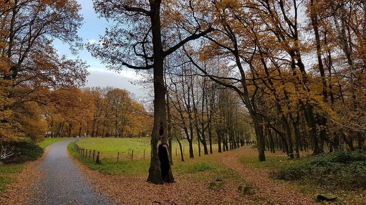 Bos en wandelpad op de Brunssummerheide in herfstkleuren. De hellingvenen zijn niet afgebeeld.