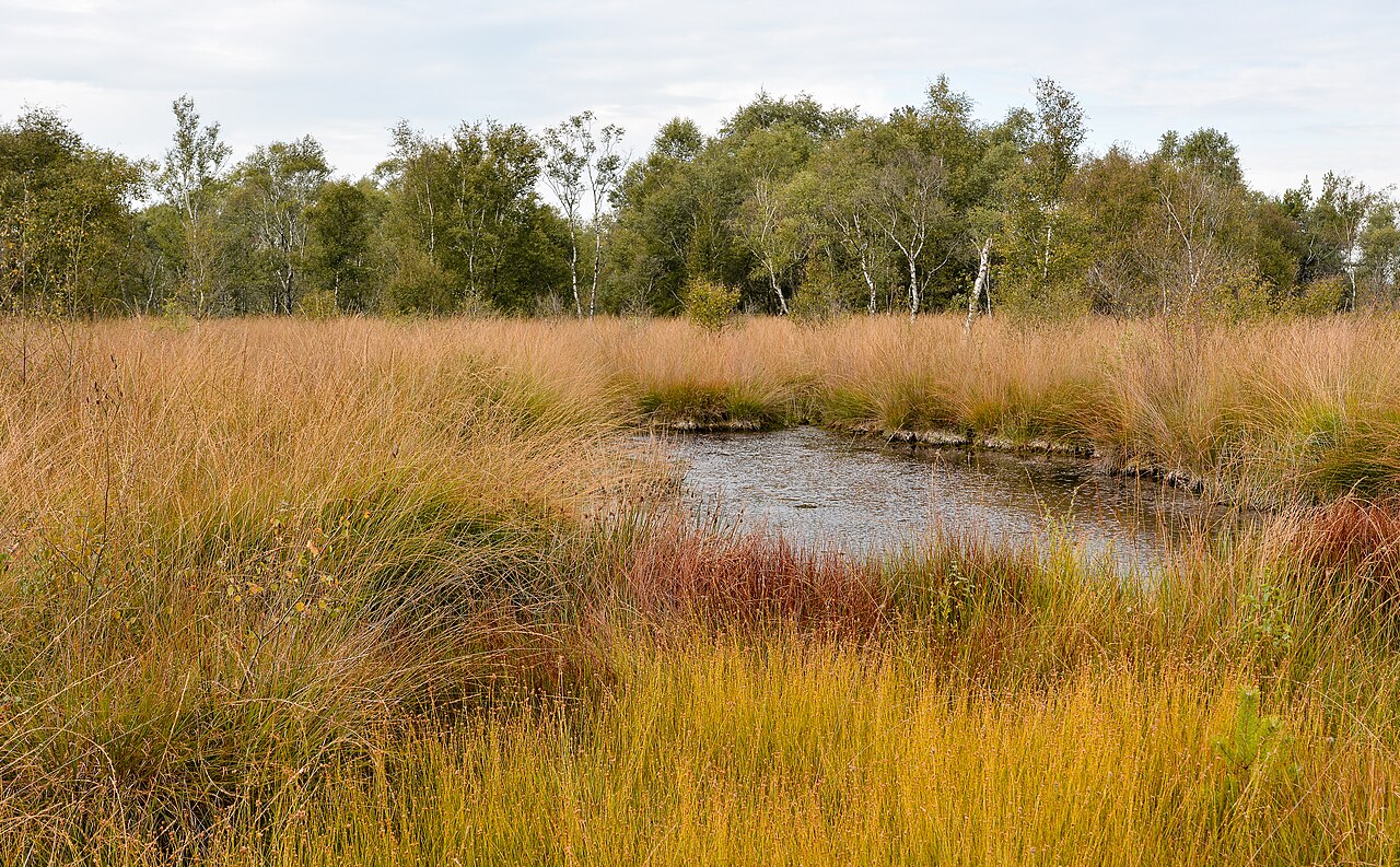 Nat landschap met een veenput in Nationaal Park De Groote Peel. Illustratief gebiedsbeeld; geen exact vastgestelde locatie binnen het park.