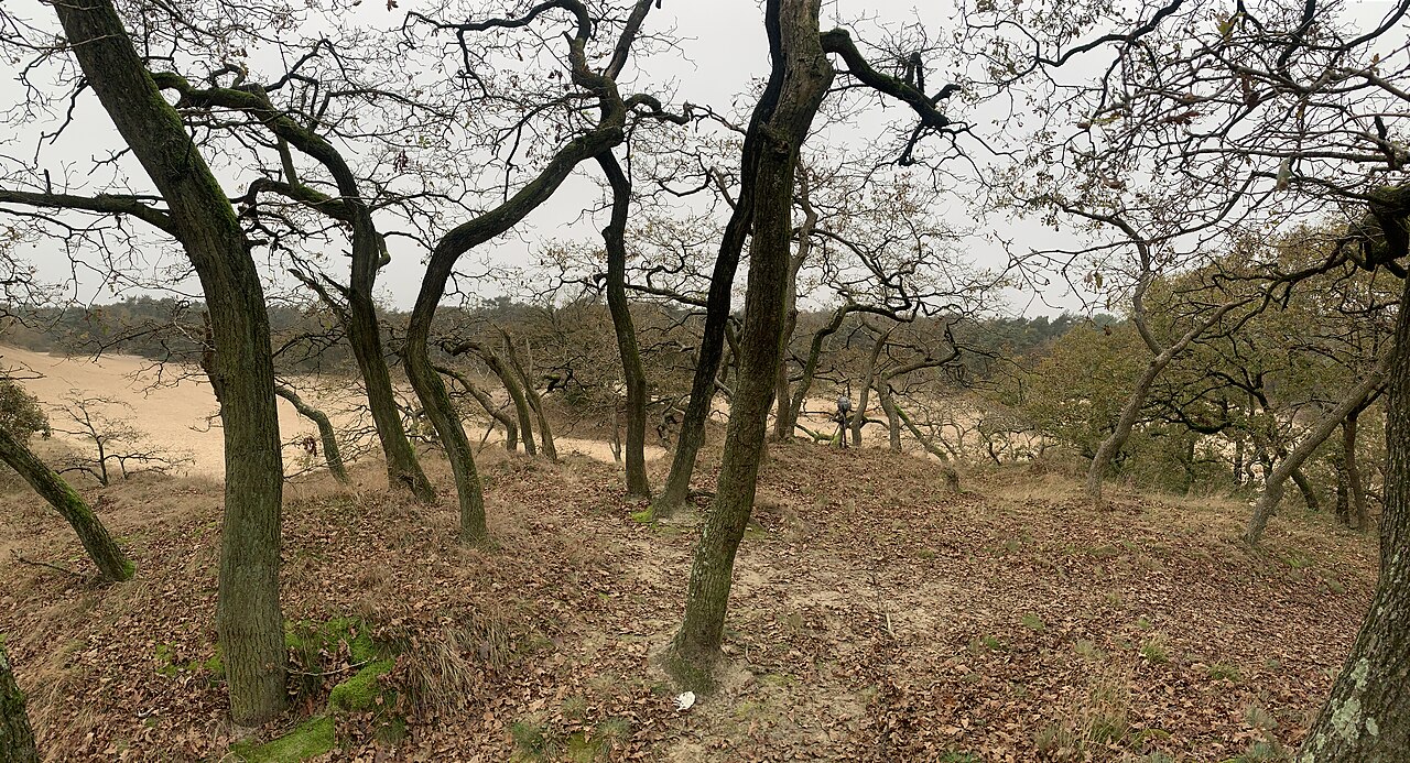 Bomen en open bodem in de Loonse en Drunense Duinen. Illustratief landschapsbeeld uit het grotere natuurgebied.