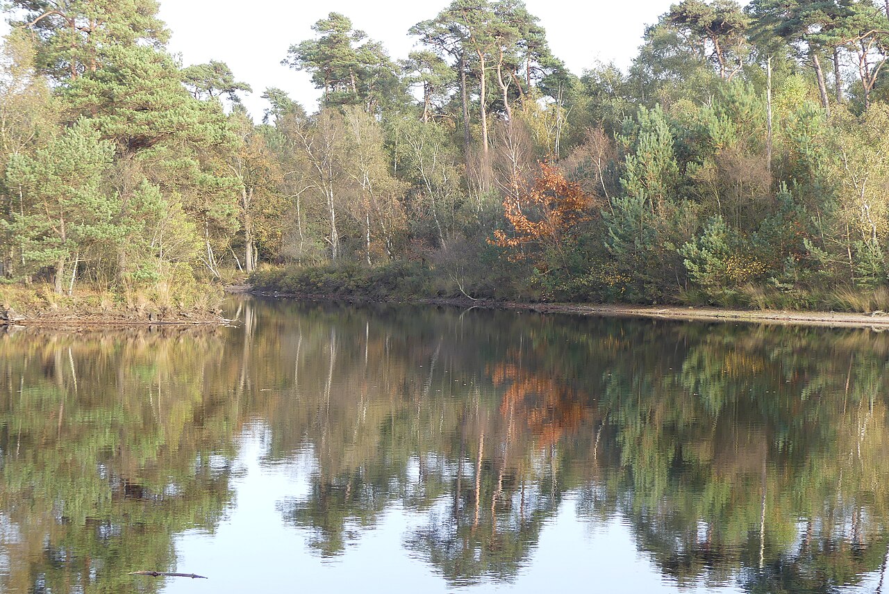 Een ven in de Oisterwijkse Bossen en Vennen.
