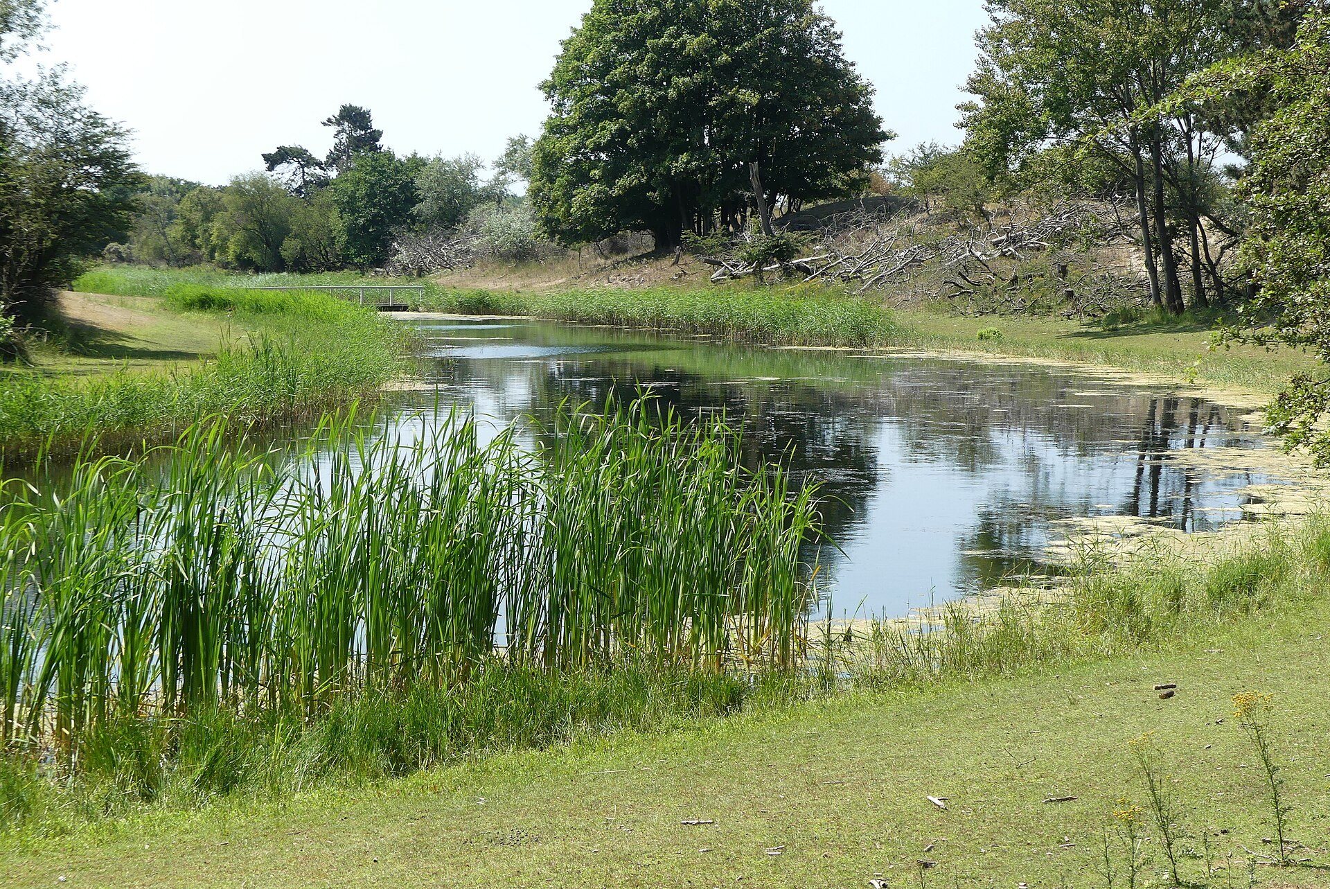 Water en duinbegroeiing in de Amsterdamse Waterleidingduinen; illustratief landschapsbeeld bij het drinkwaterproces.