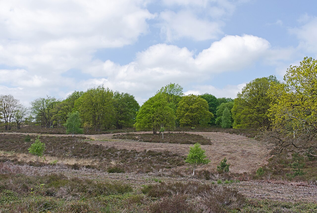 Open heide en glooiend terrein op de Sallandse Heuvelrug.