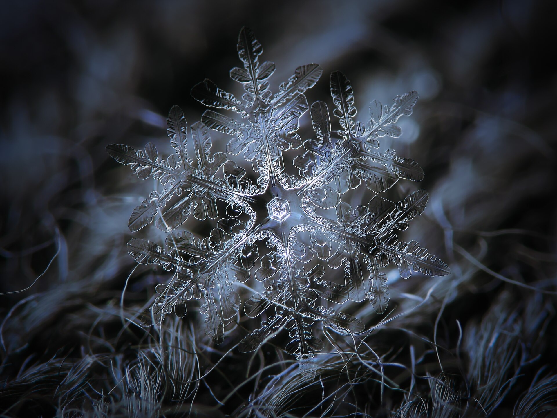 Macrofoto van een echt sneeuwkristal met zes vertakte armen.