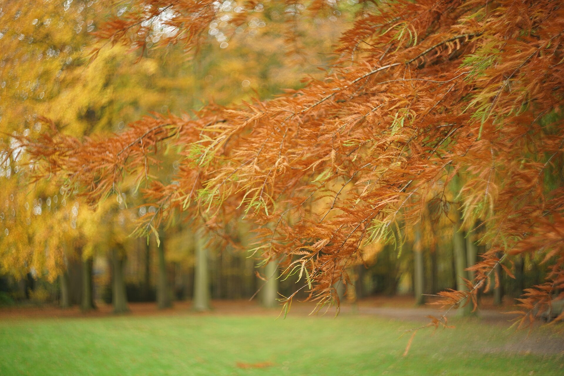 Gele en oranje herfstbladeren aan een boom op landgoed Oud-Poelgeest.
