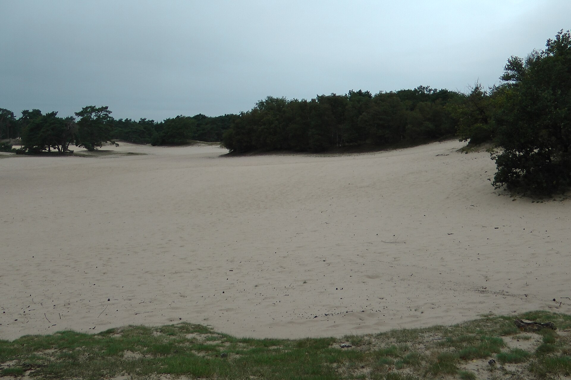 Stuifzand en bosrand in de Soesterduinen.