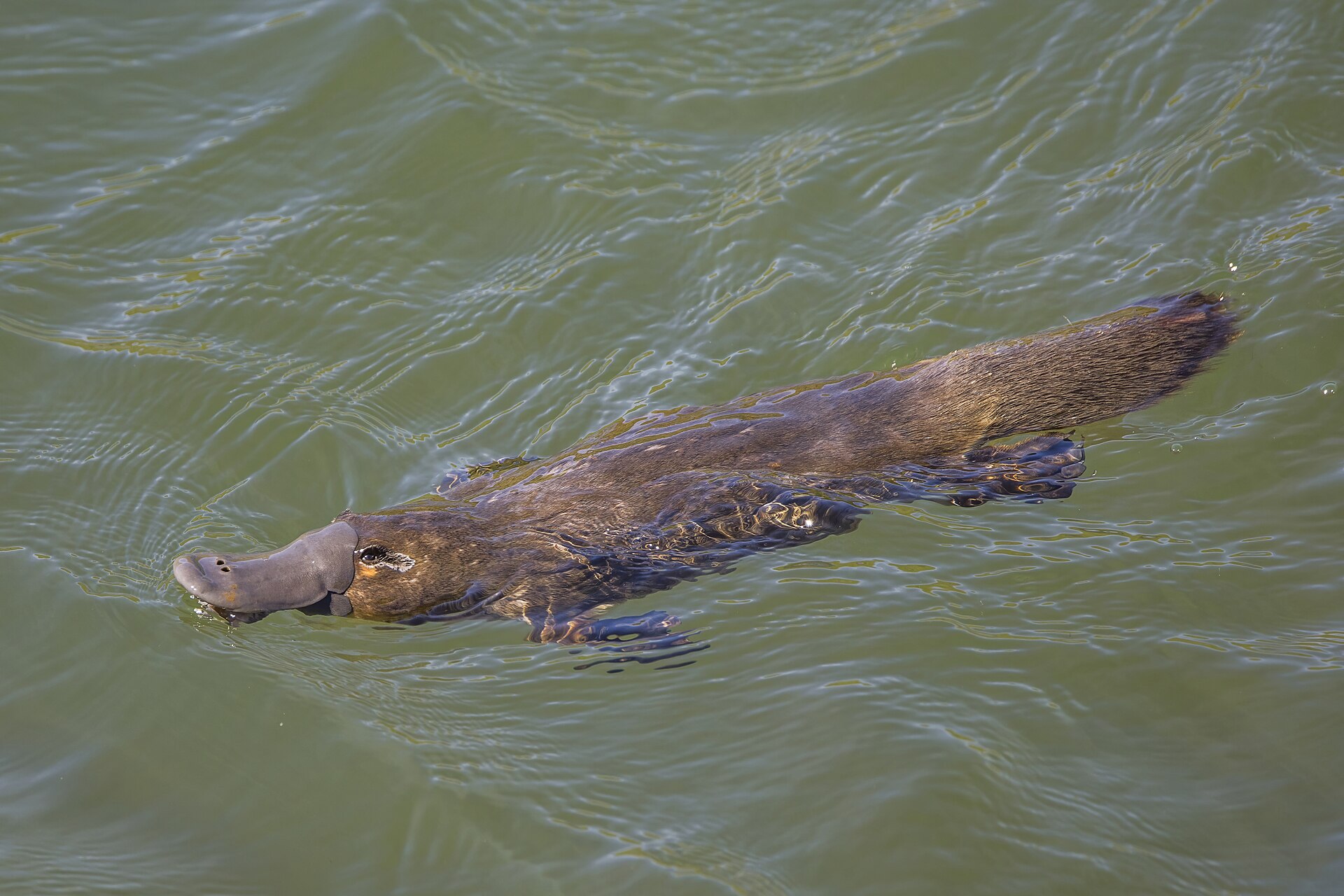 Een vogelbekdier zwemt aan het wateroppervlak met zijn brede snavel zichtbaar.
