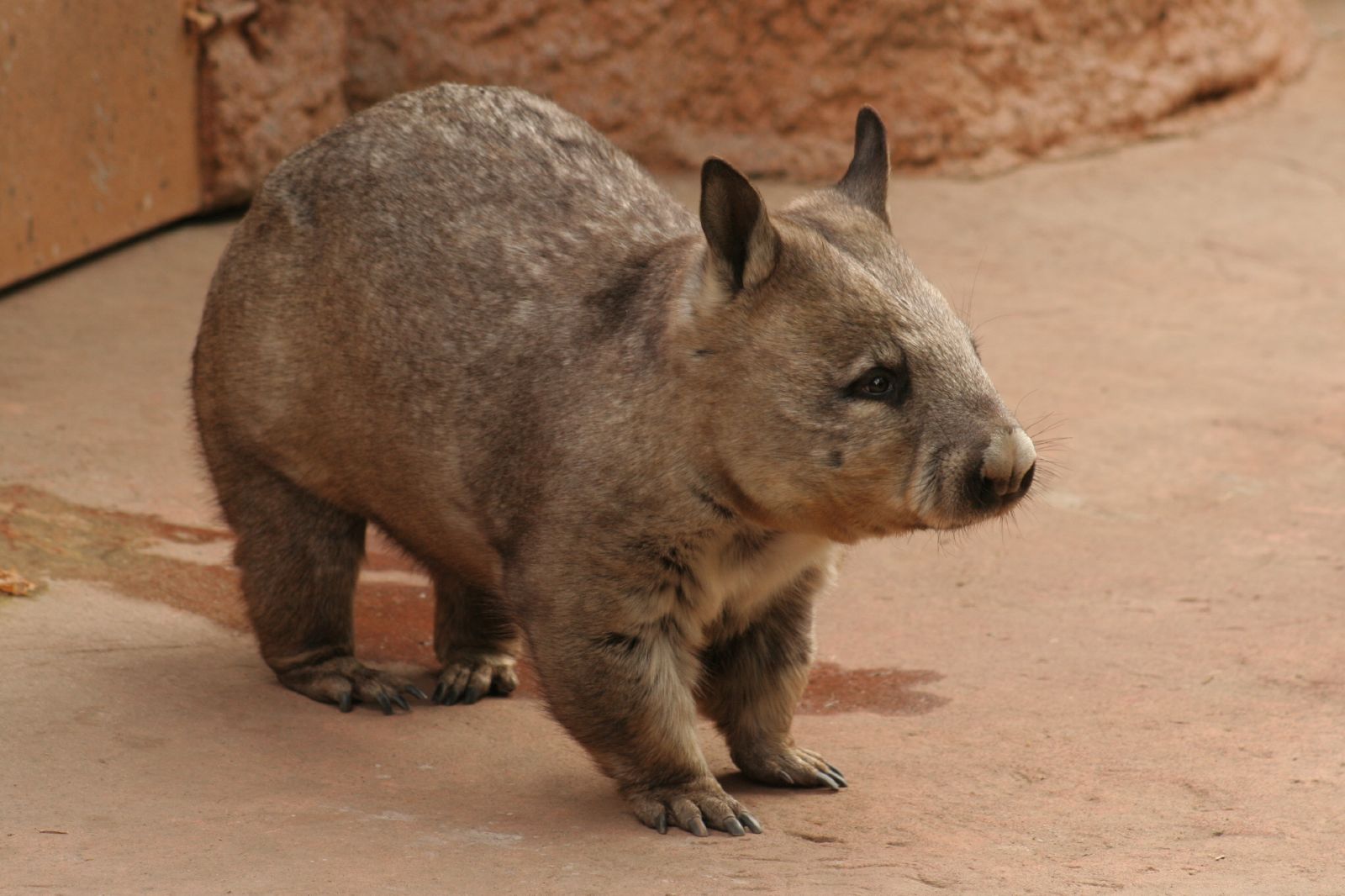 Een wombat staat op een stenen vloer in een dierenverblijf.